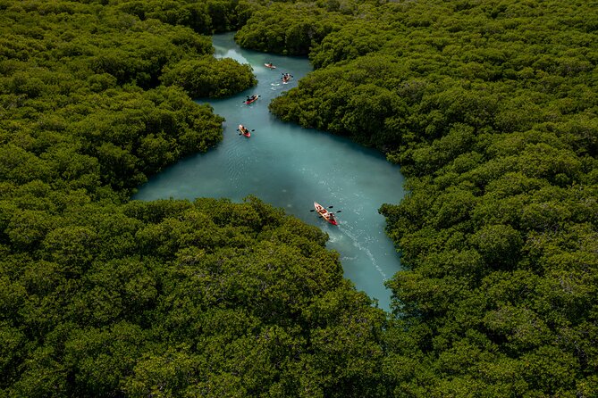 1 Hour Mangrove Kayak Tour - What the first few minutes are like