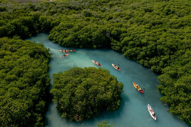 2 Hour Mangrove Kayak and Snorkel Tour - Why Lac Bay is worth seeing by kayak