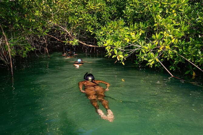 2 Hour Mangrove Kayak and Snorkel Tour - The kayak-only snorkeling stop