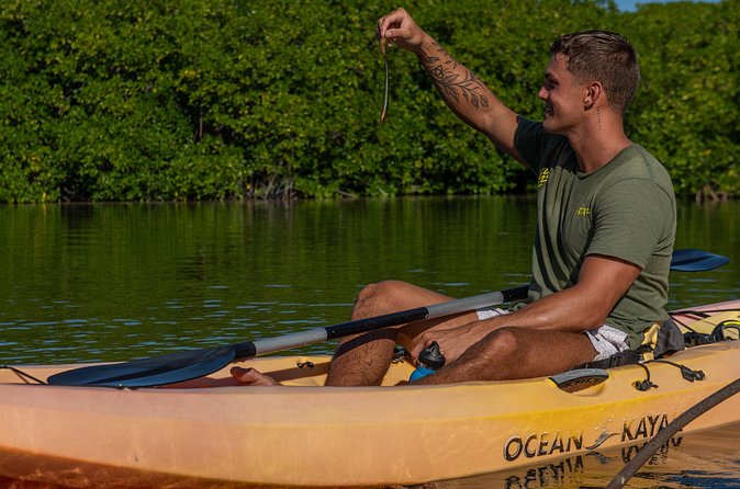 2 Hour Mangrove Kayak and Snorkel Tour - Watching for turtles on the way back