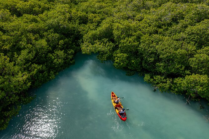 2 Hour Mangrove Kayak and Snorkel Tour - Who will enjoy this most