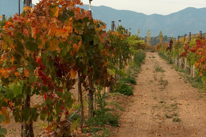 2 Hours Water to Wine Kayak Trip from Cottonwood - The Water to Wine idea works because the route is simple