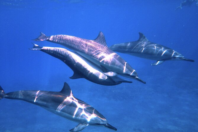 3.5 Hour Kailua-Kona Ocean Kayak and Snorkel Tour - A strong start from Keauhou Bay