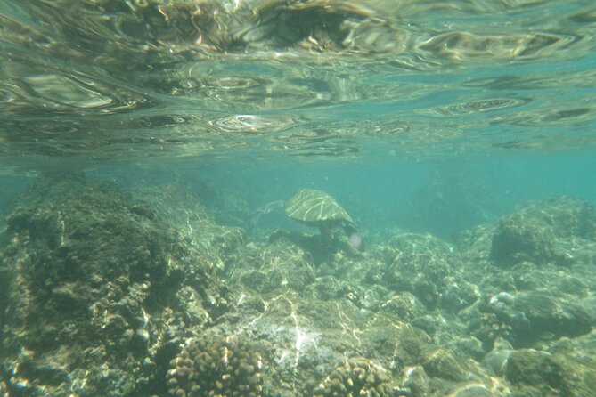3.5 Hour Kailua-Kona Ocean Kayak and Snorkel Tour - Two snorkeling stops over coral and fish