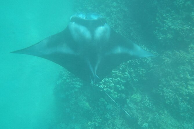 3.5 Hour Kailua-Kona Ocean Kayak and Snorkel Tour - The optional cliff jump and shore exploration