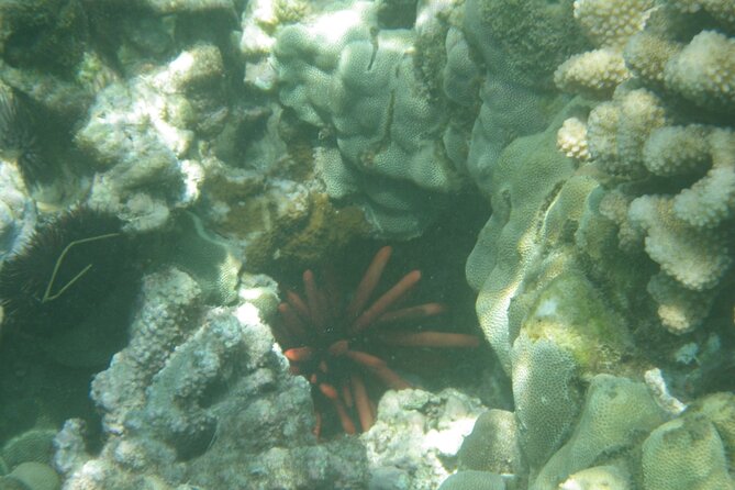 3.5 Hour Kailua-Kona Ocean Kayak and Snorkel Tour - Practical preparation for a smoother morning