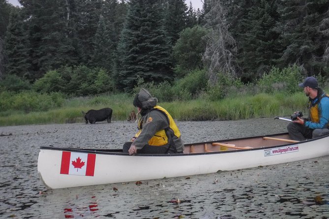 3 Day Algonquin Park Canoe Trip - Moose & Beaver Safari - Why three days changes your Algonquin experience