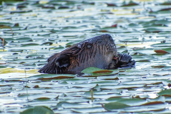 3 Day Algonquin Park Canoe Trip - Moose & Beaver Safari - Day 2: dawn wildlife, swimming, and hammock time