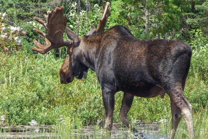 3 Day Algonquin Park Canoe Trip - Moose & Beaver Safari - What the guide and group size add