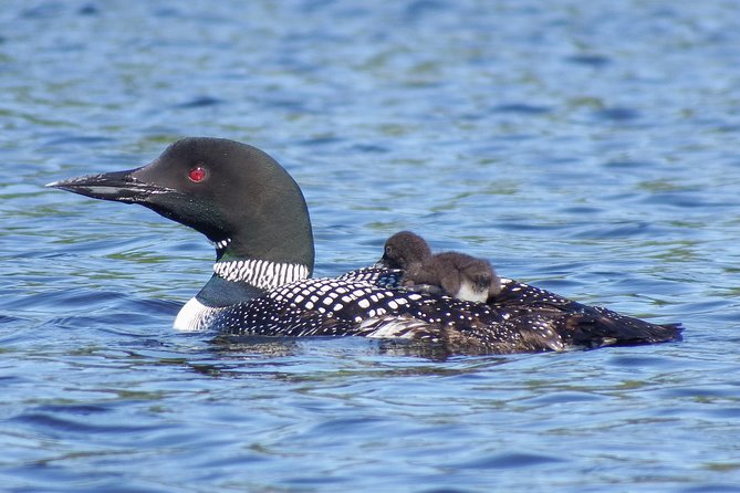 3 Day Algonquin Park Canoe Trip - Moose & Beaver Safari - What the $555.96 price really covers