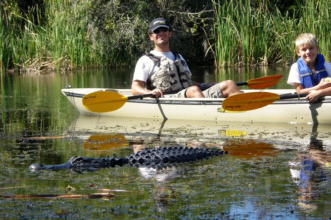 3 Hour Guided Mangrove Tunnel Kayak Eco Tour - Key points to know before you book