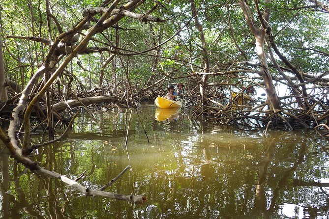 3 Hour Guided Mangrove Tunnel Kayak Eco Tour - What the naturalist guide adds