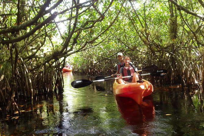 3 Hour Guided Mangrove Tunnel Kayak Eco Tour - The $99.95 price and what you receive