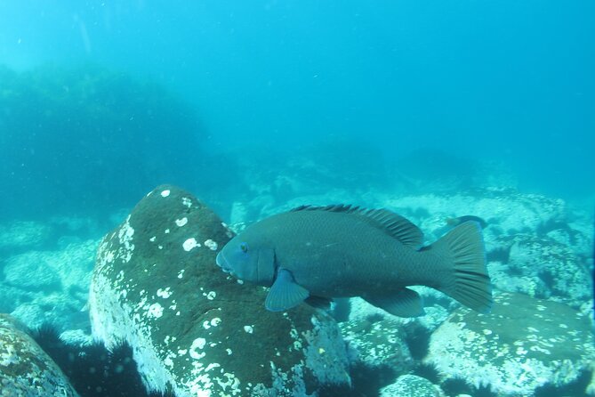 3-Hour Kayak and Snorkeling Experience in Batemans Bay - Why paddle to the snorkelling site?