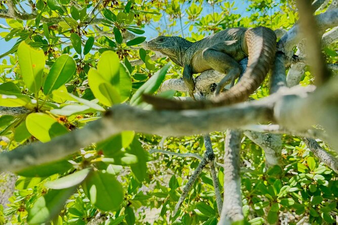 3HR Clear Kayak Mangrove and iguana island Tour in Leeward - The jet ski tow, explained clearly