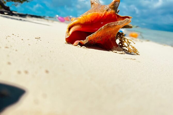 3HR Clear Kayak Mangrove and iguana island Tour in Leeward - Little Water Cay and the rock iguanas