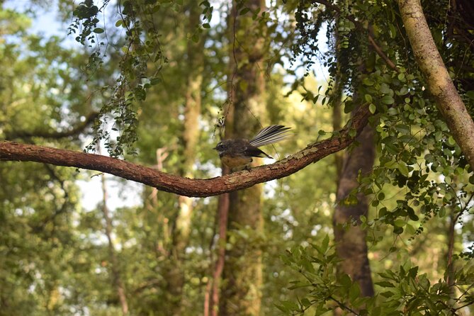 4-hour Lake Mapourika Kayak and Hike adventure, with Okarito Kiwi Sanctuary - What the guides add to the experience