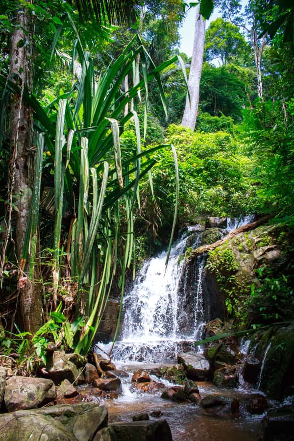 A Jungle-to-Sea Kayaking & Trekking Adventure in Phuket - Two sides of Phuket before dinner