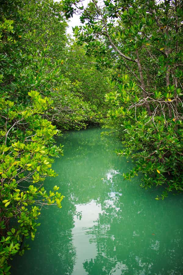 A Jungle-to-Sea Kayaking & Trekking Adventure in Phuket - Timing, weather, and practical comfort