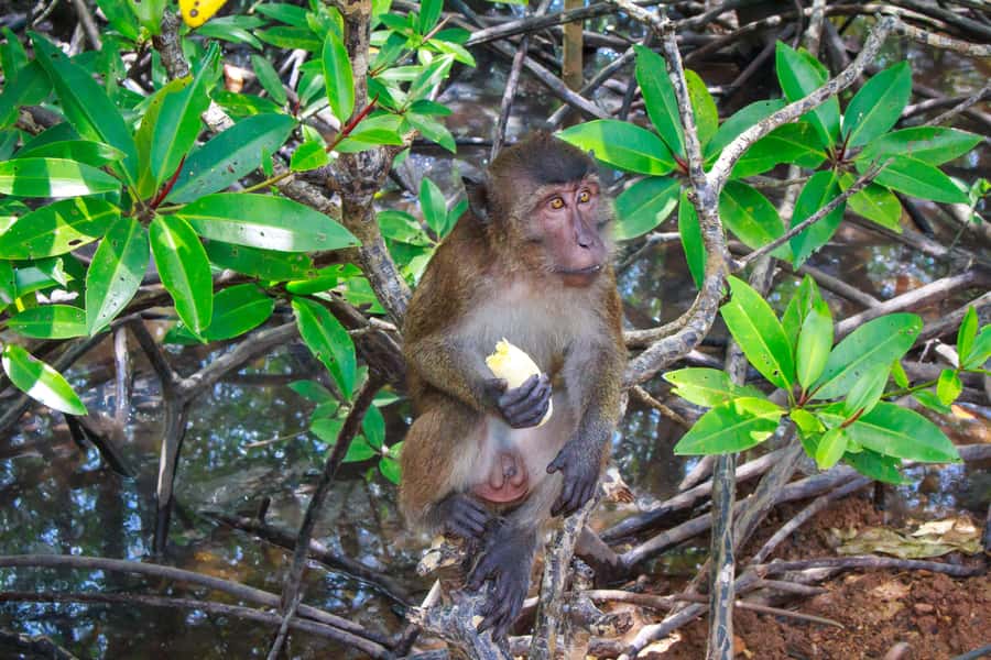 A Jungle-to-Sea Kayaking & Trekking Adventure in Phuket - Who should book this Phuket nature day?