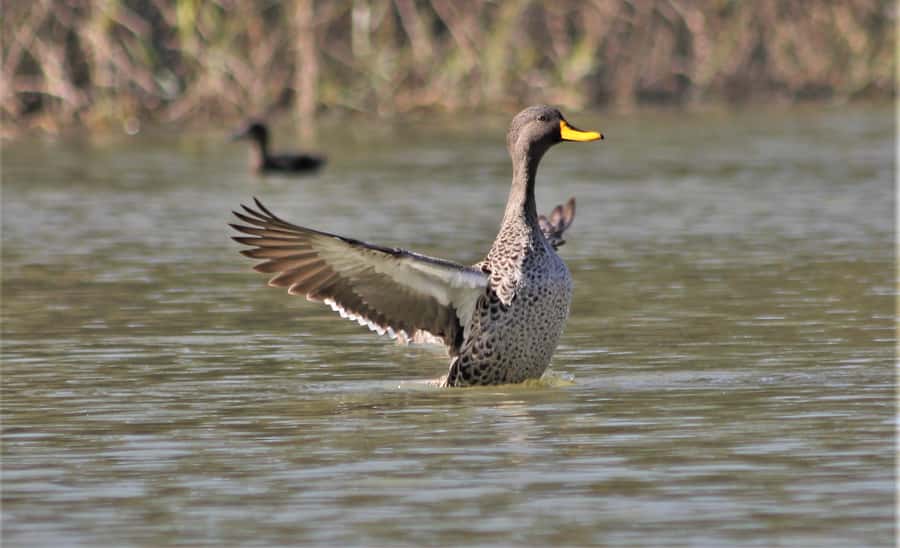 Addo River Safari - Guided Tour via Canoe - Wildlife Beyond the Birds