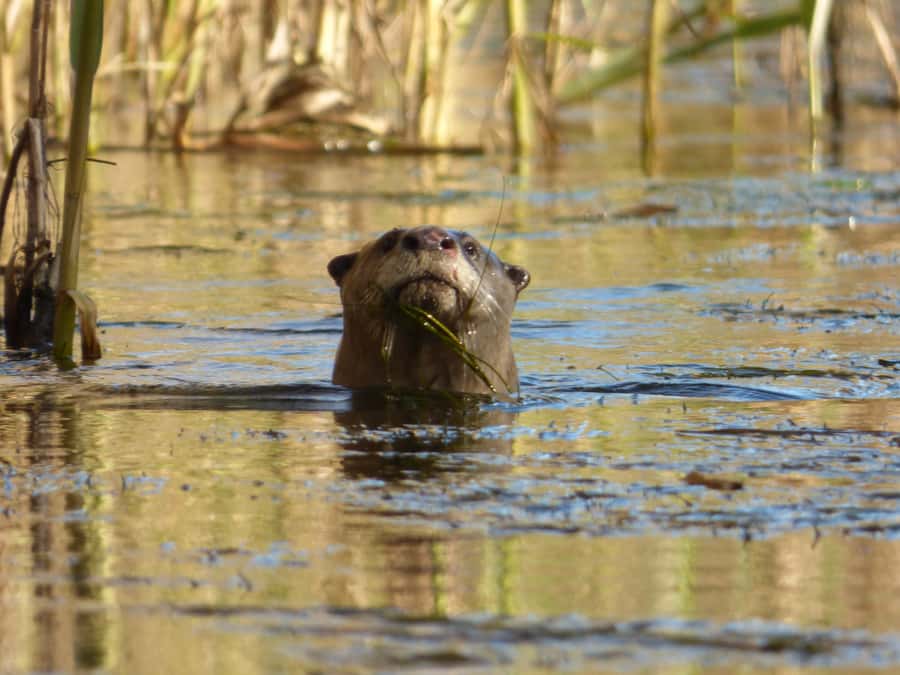 Addo River Safari - Guided Tour via Canoe - A Canoe Built for Beginners and Cameras
