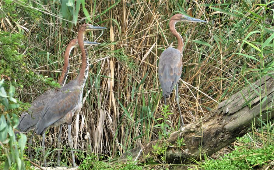 Addo River Safari - Guided Tour via Canoe - The Two and a Half Hour Rhythm