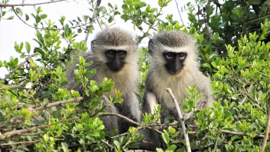 Addo River Safari - Guided Tour via Canoe - What the $49 Price Buys You