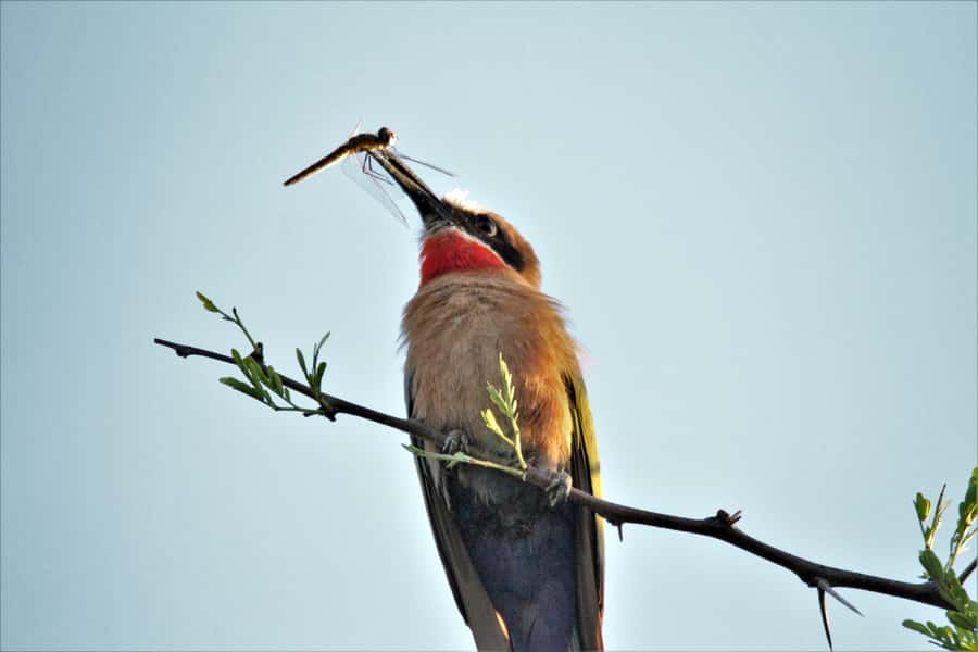 Addo River Safari - Guided Tour via Canoe - Who Will Enjoy This River Safari