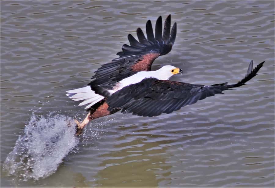 Addo River Safari - Guided Tour via Canoe - Why the Birdwatching Deserves Attention