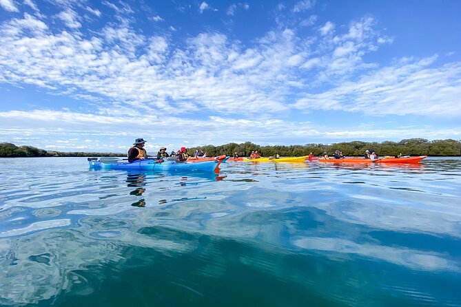 Adelaide Dolphin Sanctuary and Ships Graveyard Kayak Tour - Why this Port River outing feels different