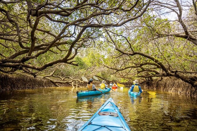Adelaide Dolphin Sanctuary and Ships Graveyard Kayak Tour - What the three hours feel like