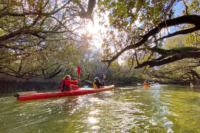 Adelaide Dolphin Sanctuary and Ships Graveyard Kayak Tour - Is $55.94 good value?