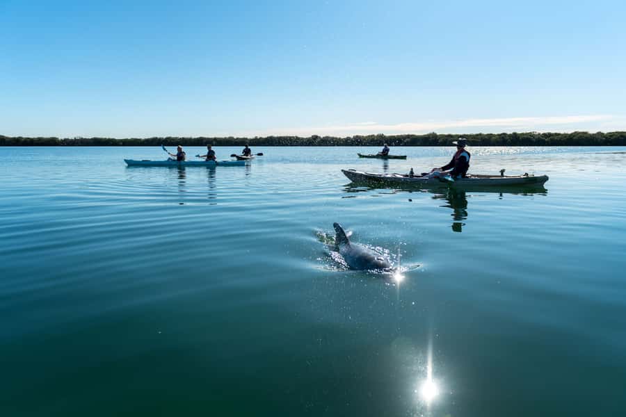 Adelaide: Dolphin Sanctuary Eco Kayaking Tour - Key points to know before you book