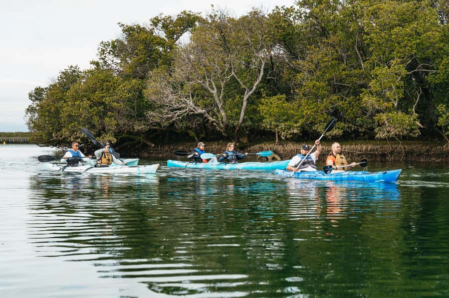 Adelaide: Dolphin Sanctuary Eco Kayaking Tour - Searching for dolphins without chasing them