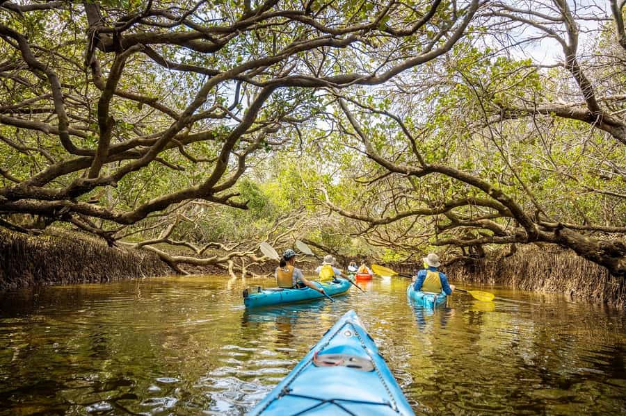 Adelaide: Dolphin Sanctuary Mangroves Kayak Tour - Key points to know before you book