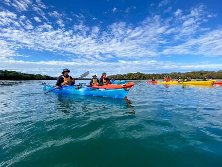 Adelaide: Dolphin Sanctuary Mangroves Kayak Tour - Why the mangroves are the main attraction