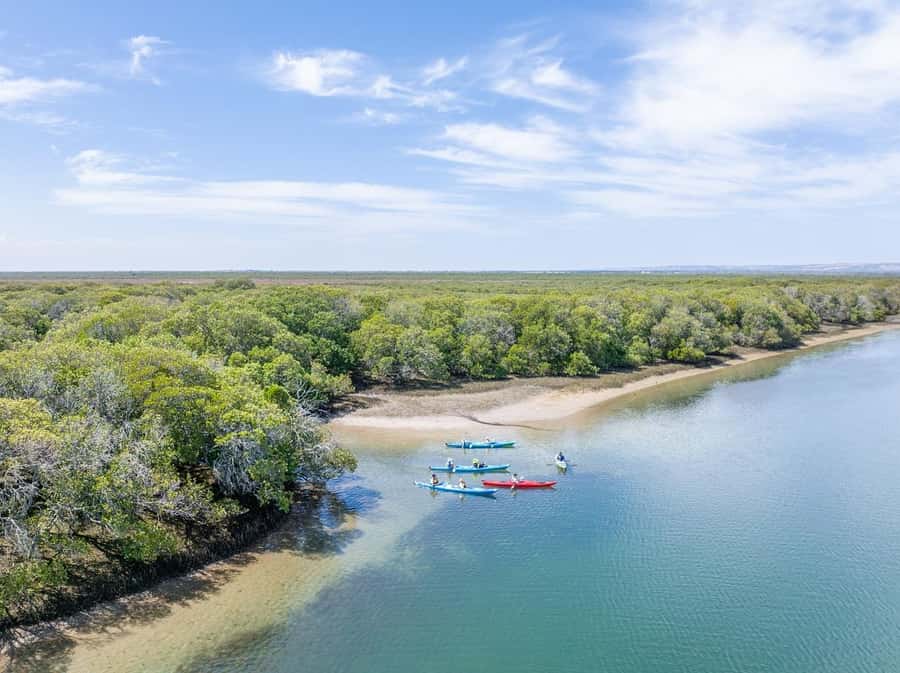 Adelaide: Dolphin Sanctuary Mangroves Kayak Tour - Paddling into the sheltered creeks