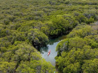 Dolphin Sanctuary Mangroves Kayak Tour