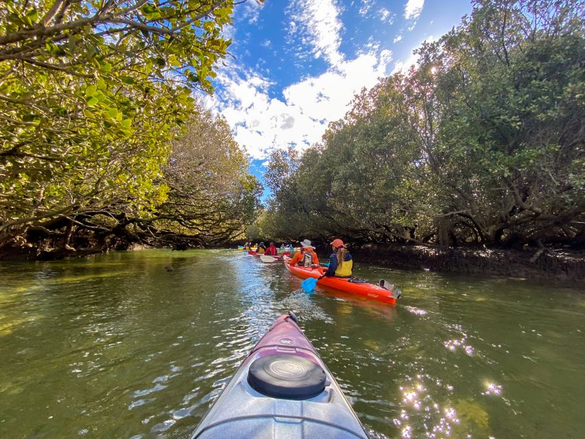 Adelaide: Dolphin Sanctuary Mangroves Kayak Tour - Stories, guides, and the local setting