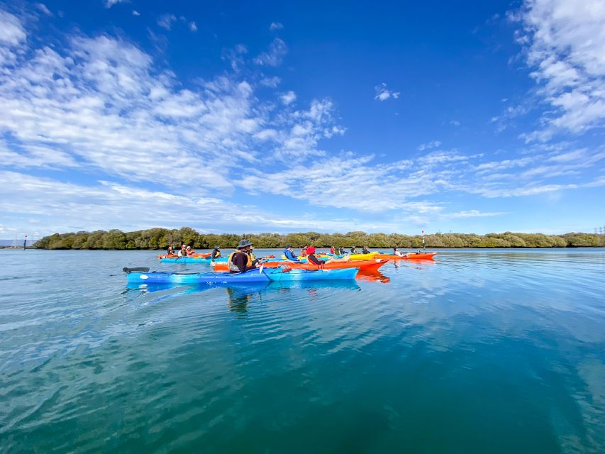 Adelaide: Dolphin Sanctuary Mangroves Kayak Tour - Is $38 good value for 90 minutes?