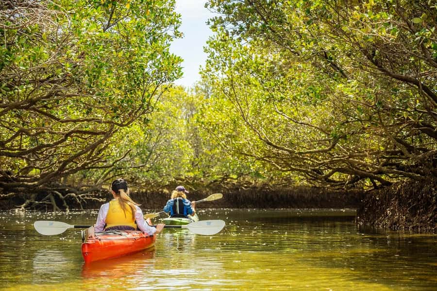 Adelaide: Dolphin Sanctuary Mangroves Kayak Tour - Who will enjoy this kayak tour?