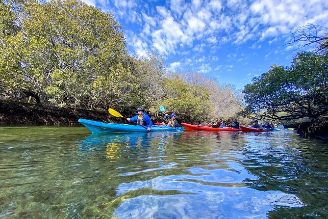 Adelaide Dolphin Sanctuary Mangroves Kayaking Tour - Stop two: searching for Port River dolphins