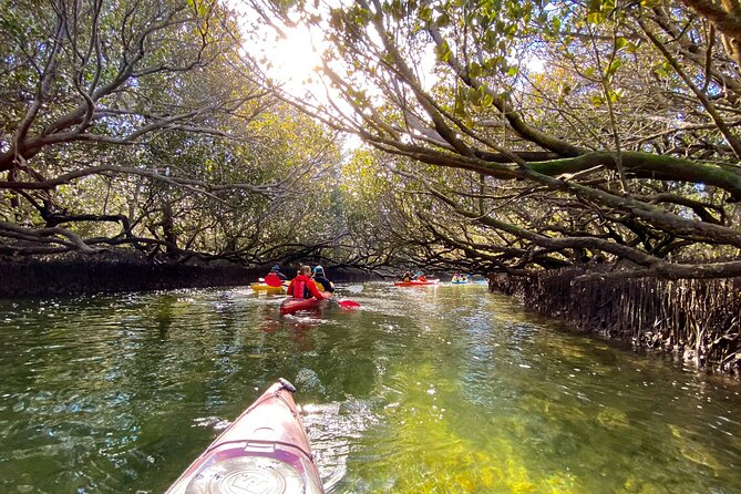 Adelaide Dolphin Sanctuary Mangroves Kayaking Tour - Starting at Adventure Kayaking SA on Garden Island