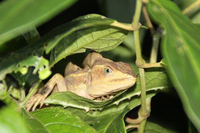 Adventure Canoe Tour in Tortuguero - What the two-hour canoe route feels like