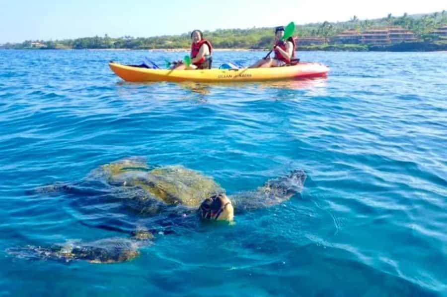 Airlie Beach: Half Day Turtle Tour Sea Kayaking Adventure - Stories about the Whitsundays between the beaches