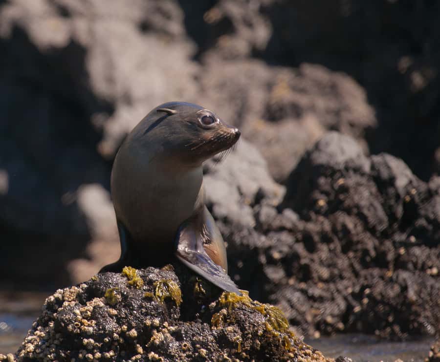 Akaroa: 4WD Safari and Guided Sea-Kayaking Experience - My recommendation for this Akaroa outing