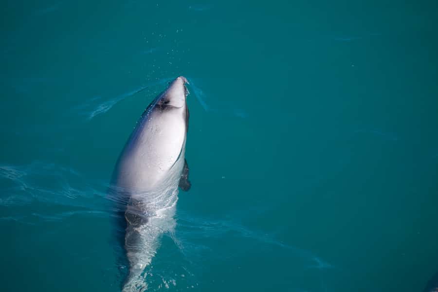 Akaroa: 4WD Safari and Guided Sea-Kayaking Experience - Who will enjoy this most?