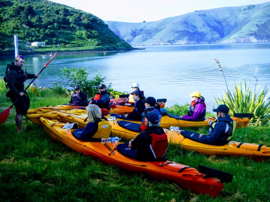 Akaroa: Guided Sunrise Sea Kayaking Tour - Wildlife in the marine reserve