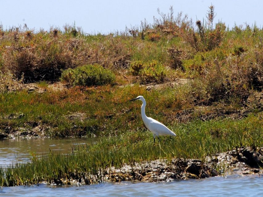 Algarve: 2-Hour Ria Formosa Kayak Tour from Faro - Starting at Faro Marina beside the old town